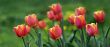 Spring`s tulips