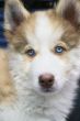 Small puppy siberian husky