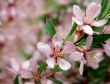 Pink flowers on the tree