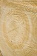 Golden timber tree rings