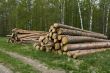 Pine logs