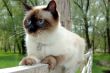 Cat sitting on fence