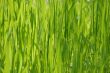 Green grass