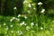 White wildflowers