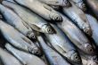 fresh fish