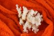 corals