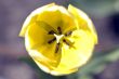 close-up shot of the stamen of a yellow tulip