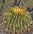 Big round cactus.