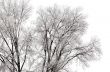 frozen tree branches