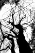 dead tree silhouete