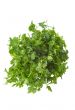 bunch of parsley