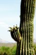 Arizona Desert Cactus