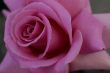 Pink Rose Flower