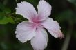 Pink Hibiscus Flower