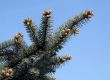 Fur-tree branch