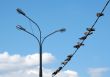 Pigeons on an electric wire