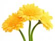 yellow gerbera flowers #2