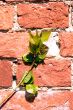Spring leaves on a red brick wall - 2