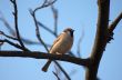 little wild sparrow