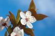 spring tree flowers