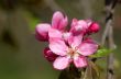 apple blossoms