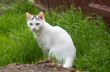 white stray cat in the grass