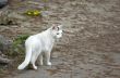 white stray cat walking
