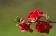 quince blossoms