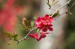 quince blossoms