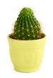 cactus in pot