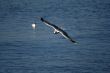seagull is in flight and blue water