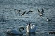 white swans and flying seagull above water