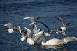 white swans and flying seagull above water