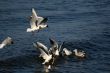 lot of white beautiful seagulls in water fighting