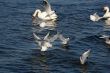 lot of white beautiful seagulls above water fliying