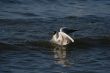 white beautiful seagull in water swimming