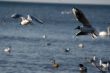 white beautiful seagulls above water fliying