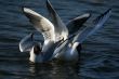 white beautiful seagulls in water swimming