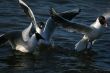 white beautiful seagulls in water swimming