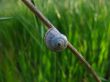 Little snail on brown branch