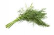 sheaf of green dill