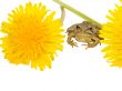 frog end flowers