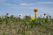 Field of Tulips.