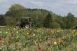 Tractor in the field of tulips.