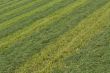 Organic texture. Striped lawn