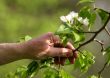 Apple tree blossoms