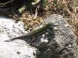 Lizard