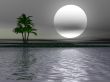 Palm tree landscape