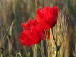 Poppies close-up