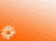 Daisy texture